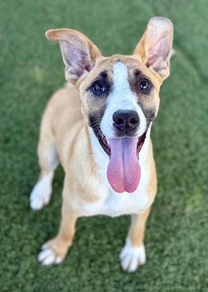 Sophie photo