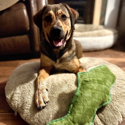 Dixie photo
