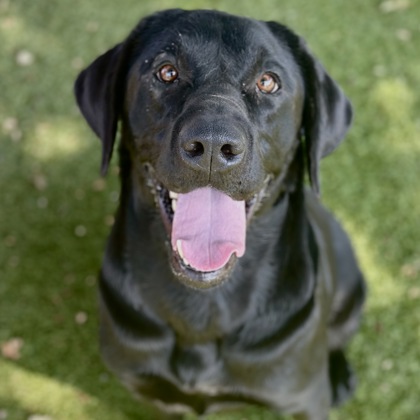 Zoey photo