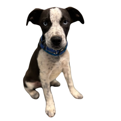Sampson photo