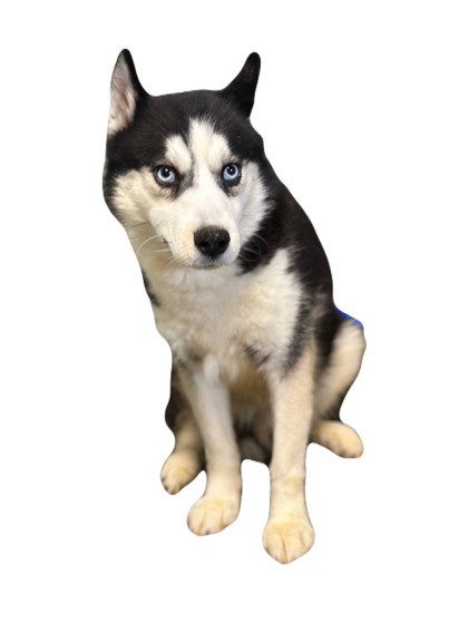 Woozle photo