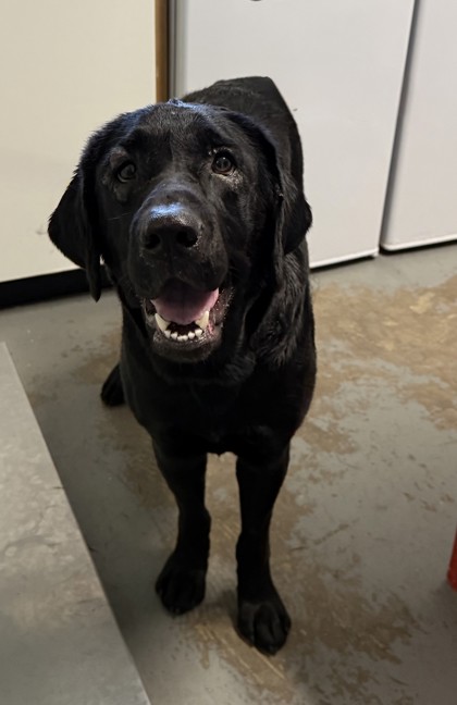 Zoey photo
