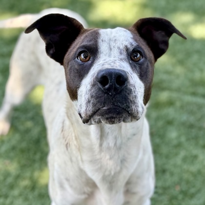 Zeke photo