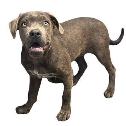 Olivia photo