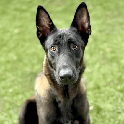 Ezekiel photo