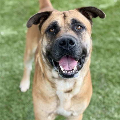 Brutus photo