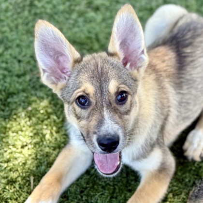 Teagan photo