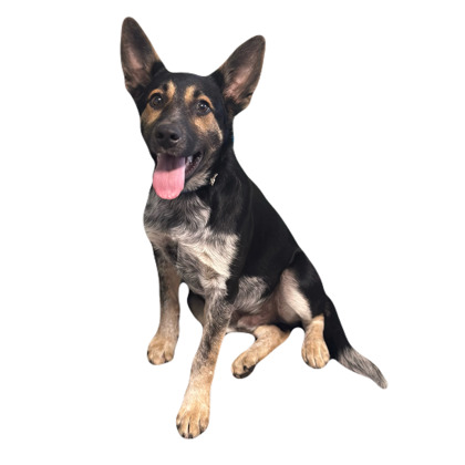 Rizzo photo