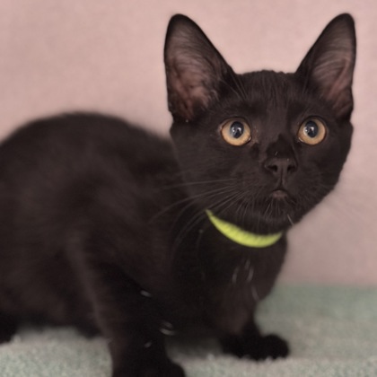 Binx photo