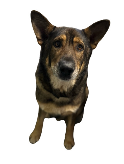 Bandit photo