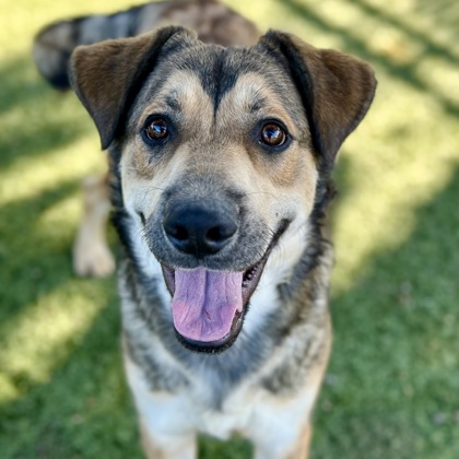 Mowgli photo