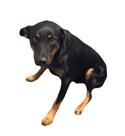 Odie photo