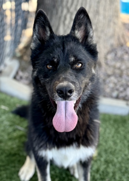 Frankie photo