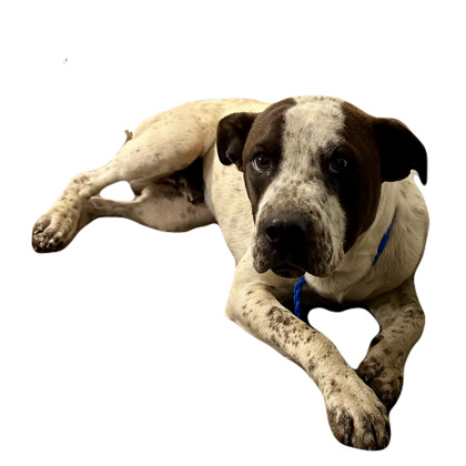 Zeke photo