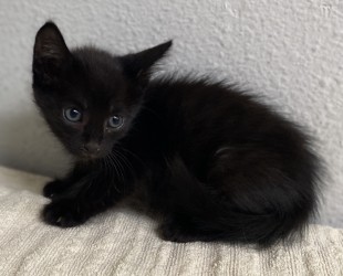 Captain photo