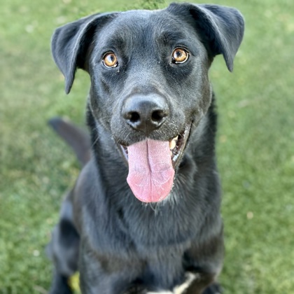 Achilles photo