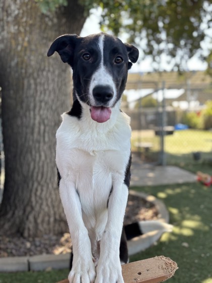 Gretta photo