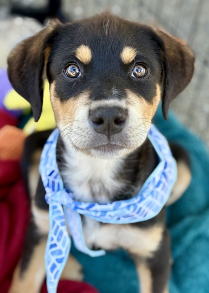 Reginald photo