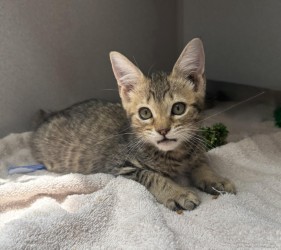 Fig photo