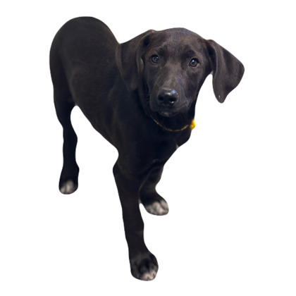 Licorice photo