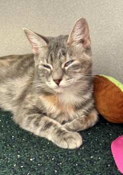 Buttercup photo