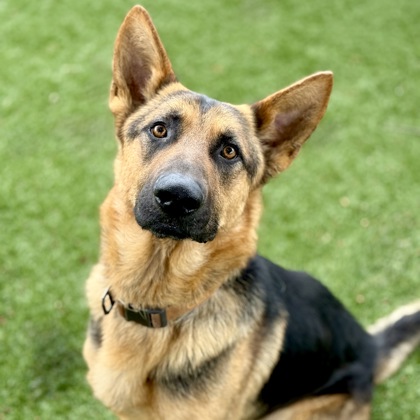 Bruno photo