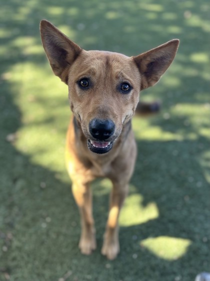 Reggie photo