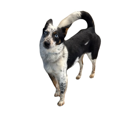 Josie photo
