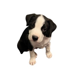 Wilbur photo
