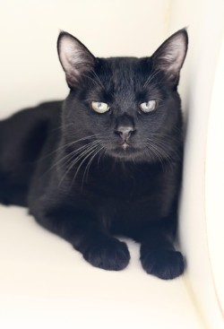 Hector photo