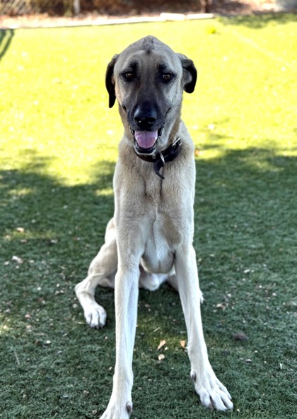 Jack photo