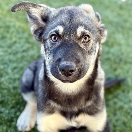 Zeus photo