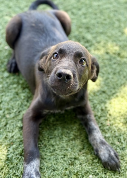 Maximus photo
