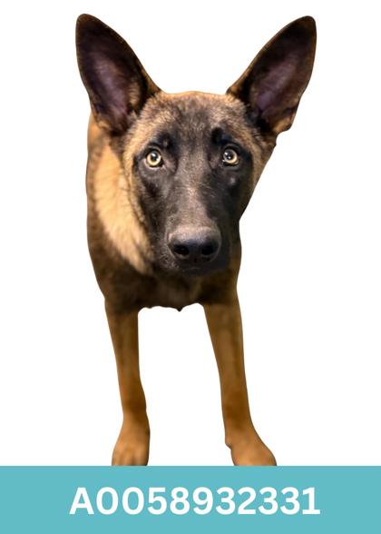 Kovu photo