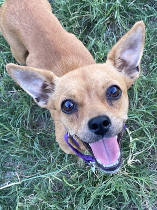 Tallulah photo