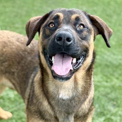Rufus photo