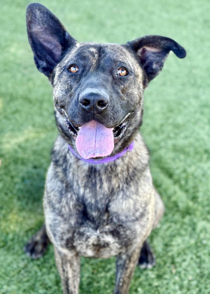 Roxie photo