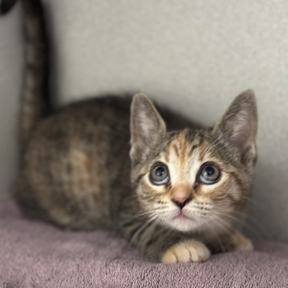 Freya photo