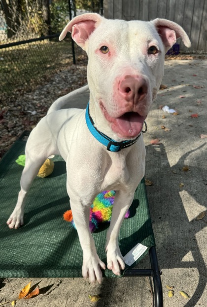 Indyhumane shops dogs