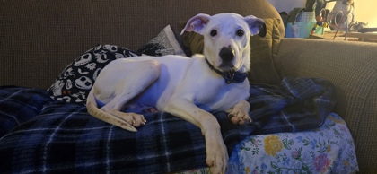 View Diesel the Dog Photo #1