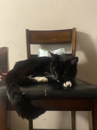 View Found Cat Photo #1