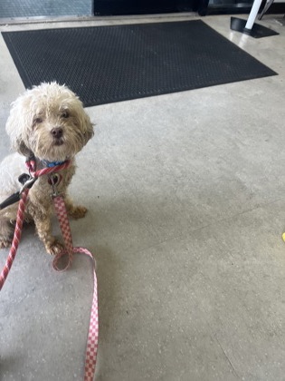 Learn More About this Dog 053e2ef6 4e0c 4c18 bfde 53f3d87ccac6