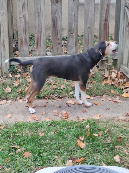 Learn More About this Dog 0629da7b 1bf4 46f6 bbf6 51c8d7bc63d8