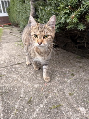 Learn More About this Cat 0bdc9c10 dbab 4fd2 86c0 528e7730bc8e