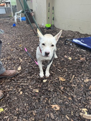 Learn More About this Dog 1477ddfa 2d02 4b3c a8c4 d0949a8c8a05