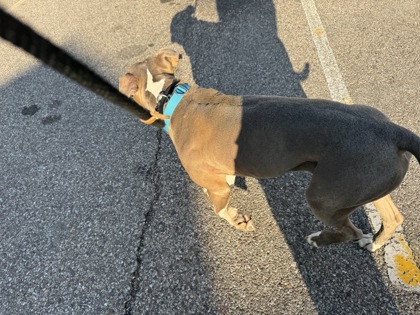 View Found Dog Photo #1