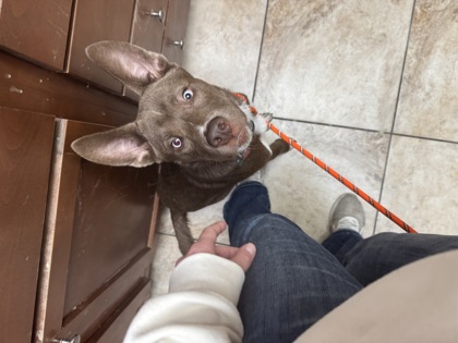 Learn More About this Dog 1b4e5afe 3589 46cd a7d5 71bdcca1608e