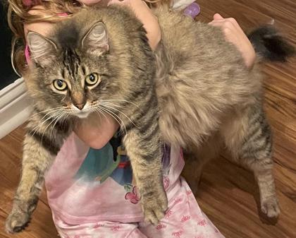 Learn More About this Cat 1c821e0d 16b2 43fb a3d1 6a490816d088