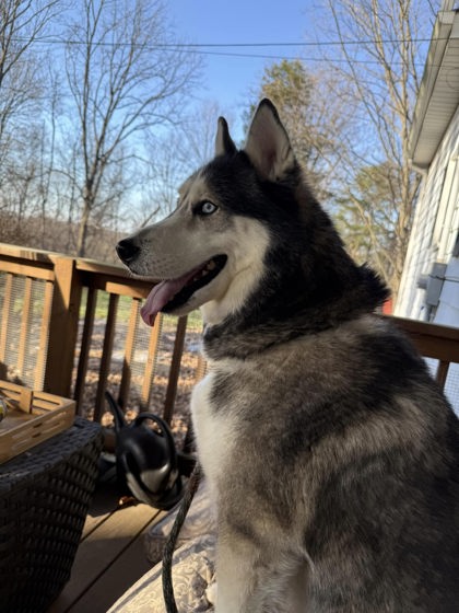 View Borealis the Dog Photo #1