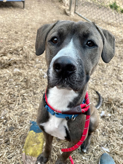 Adopt or Rescue a Shelter Dog or Puppy in Hamilton County, OH